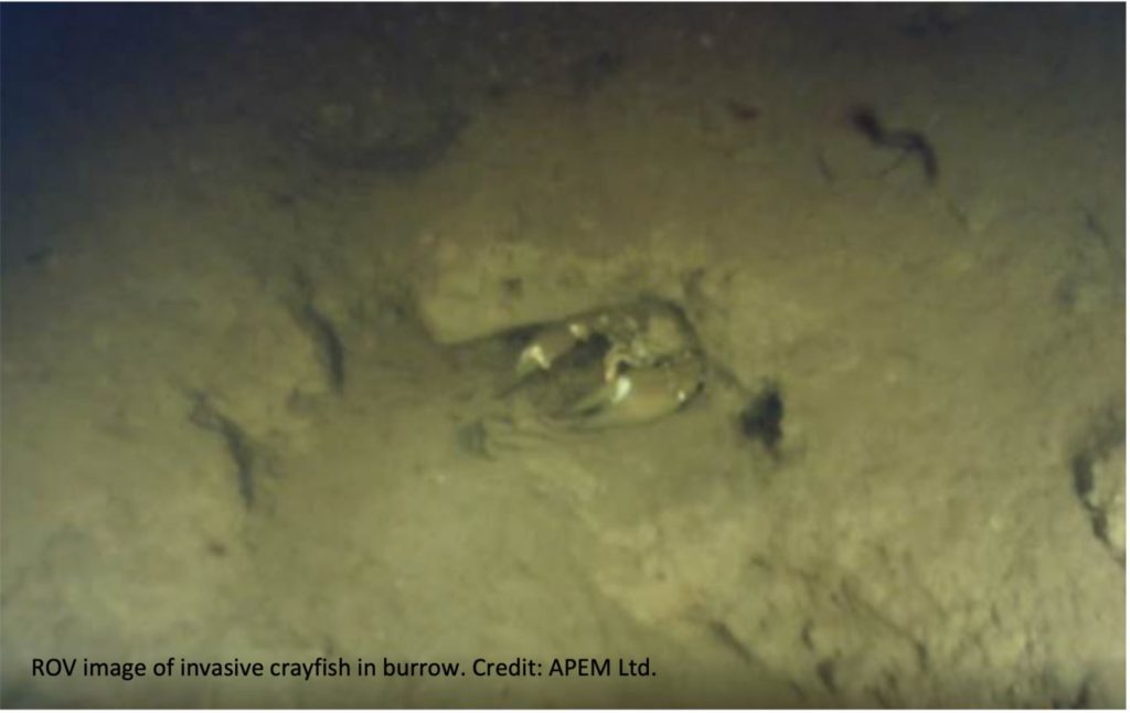 ROV image of crayfish in burrow