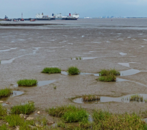 Mud flats in the Humber estuary
