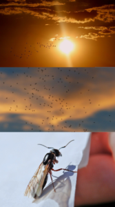 Three photos showing a flock of birds, a swarm of insects, and a winged ant