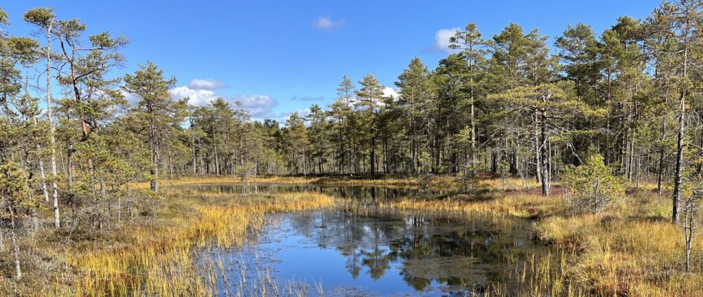 Large-scale export of aquatic carbon from peatlands - NERC Panorama DTP