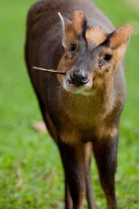 Chinese muntjac buck eating a twig