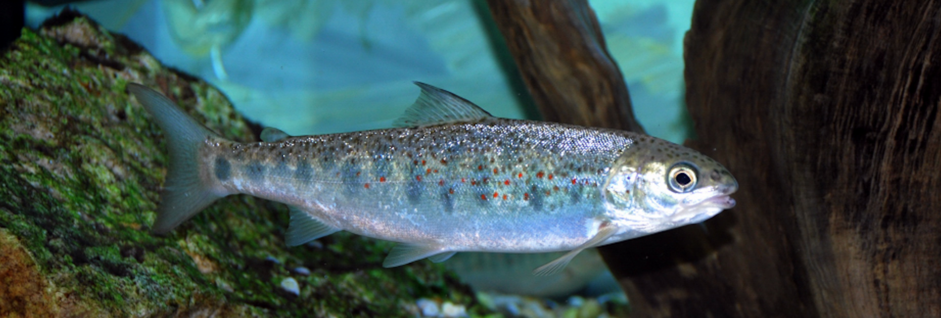 A silvery juvenile salmon