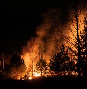 A forest fire at night-time.