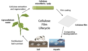 the figure shows the lifecycle of a sustainable cellulose films obtained from wood and using plant waste and its impacts on the environment and natural ecosystems.