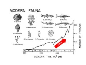 Sepkoski diversity curve shwoing the increase in diversity of modern faunas with MMR marked with red arrow from Triassic onwards