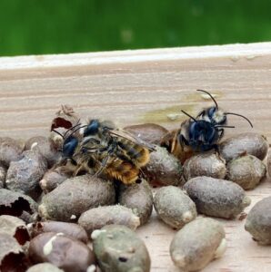 Red mason bee males mating with females